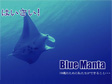 Blue Manta