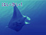 Blue Manta
